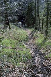The path through the woodland near Holcombe Burnell