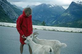 Shane now has two goat friends [New scan, 10/9/2019]