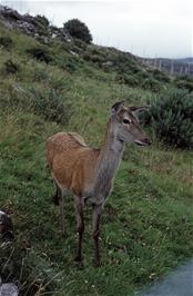 A red deer near the road, somewhere between Ullapool and Drumrunie [New scan, July 2019]