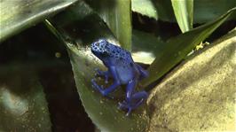 A Poison Dart Frog at Newquay Zoo
