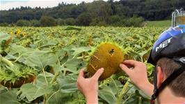 Joe picks a face into a sunflower near Katzen Lake, Regensdorf, 20.2 miles into the ride
