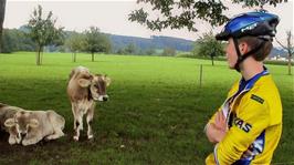 Joe admires some Brown Swiss cows at Sonnenburg Horseback Riding Centre near Oberbüren, 20.6 miles into the ride