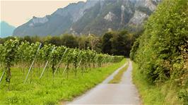 Vineyeards in the mountain valley between Fläsch and Maienfeld, 12.7 miles into the ride