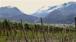 Vineyeards between Fläsch and Maienfeld