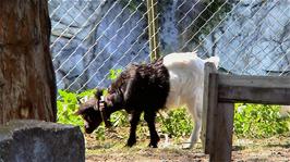 One of the goats by Route 1 at Gampel, 24.7 miles into the ride