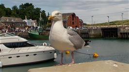 A seagull watches us while we eat our lunch at Padstow Harbour, in case an opportunity arises