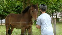 Freddie feeds the horse at Fangs Brow Farm