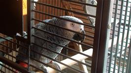 The very friendly parrot who lives in the Lakeland Habit Cafe above the shop in Gosforth