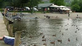 Lunch at Coniston Landing, with more ducks than we have ever seen in one place