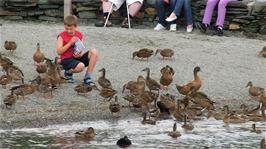 A young visitor feeds the ducks at Coniston Landing