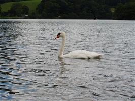 Henry photographs a swan that seems unperturbed by our presence