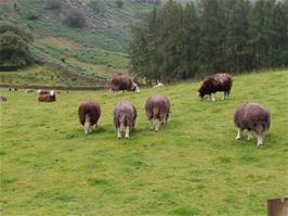 Herdwick Sheep, traditional for the Lake District, seen near Low Buck Howe, between the hostel and Seatoller