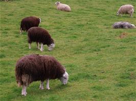 Herdwick Sheep, traditional for the Lake District, seen near Low Buck Howe, between the hostel and Seatoller