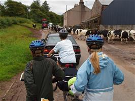 Holdups at Sorrowstones Farm as the cows are brought in for milking
