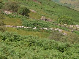 A local farmer leads his flock of sheep up the bridleway from Slater's Bridge - the path we should have taken to make things easier for ourselves