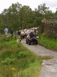The farmer and his sheep get in our way on the final section of bridleway to High Tilberthwaite
