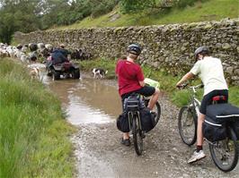 The farmer drives his Lakeland sheep ahead of us towards High Tilberthwaite