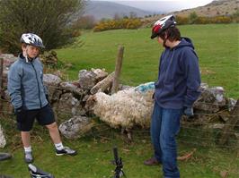 Ashley & Zac try to solve the problem of the trapped sheep near Bonehill car park