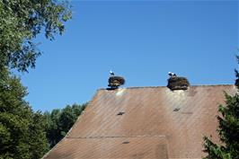 Storks at Altreau
