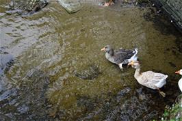 Geese on the river Avon eye up the spectators at Newmill Bridge