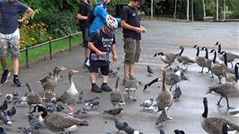 Feeding the birds beside the Boating Lake at Regent's Park, London