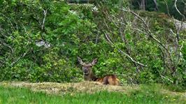 A chance sighting of a red deer at Lochailort